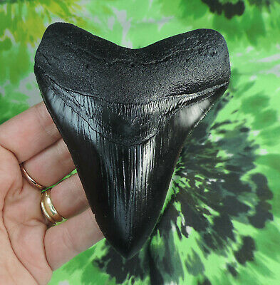 MEGALODON TOOTH REPLICA 4 1/2'' /FOSSIL SHARKS TOOTH TEETH