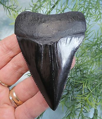 RECORD SIZED 3 5/16'' GREAT WHITE TOOTH REPLICA/MEGALODON FOSSIL SHARKS TEETH