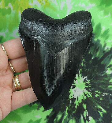Megalodon Sharks Tooth Replica 4 3/4'' Inch / Fossil Sharks Teeth Tooth
