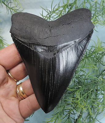 Serrated 4 7/16'' Long Megalodon Tooth Replica,new!,99.99%perfect!/fossil Sharks