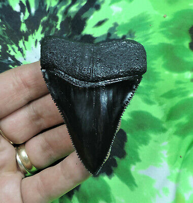 Nice 3'' Long Great White Shark Tooth Replica/megalodon Tooth