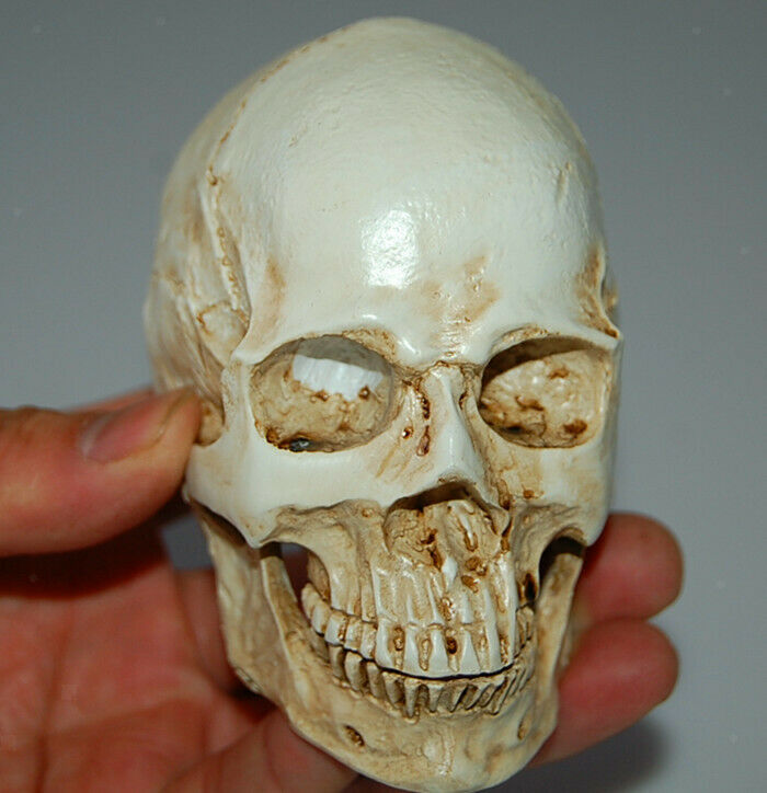 Resin  Skull Model  Anatomy Halloween Prop 9.5x9x5.5cm