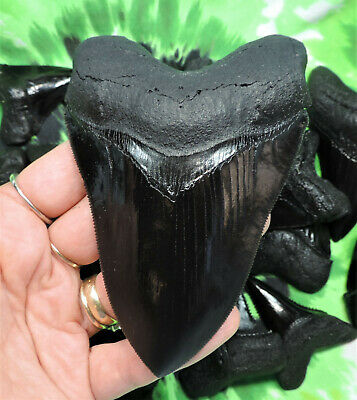 MEGALODON TOOTH REPLICA 4 3/4'', SUPER SERRATED,NICE!!/FOSSIL SHARKS TEETH