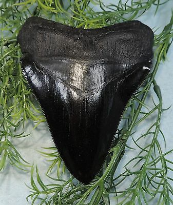 SERRATED 4 5/16''MEGALODON TOOTH REPLICA/FOSSIL SHARKS TOOTH TEETH