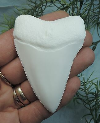 Very Big 3'' Long Great White Replica/ Megalodon Fossil Sharks Tooth Teeth