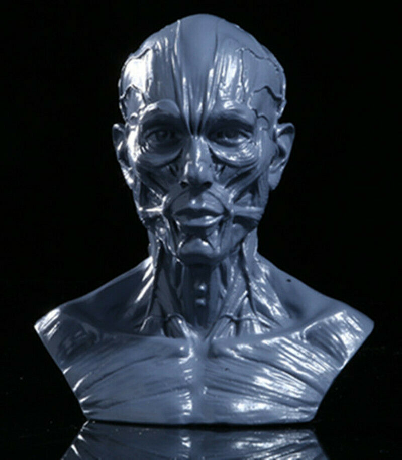 Human Muscle Body Model Skull Model Skeleton Replica Resin Model Medical Teach