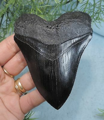 4 3/16'' Long Megalodon Tooth Replica, Nicely Serrated/fossil Sharks Tooth Teeth