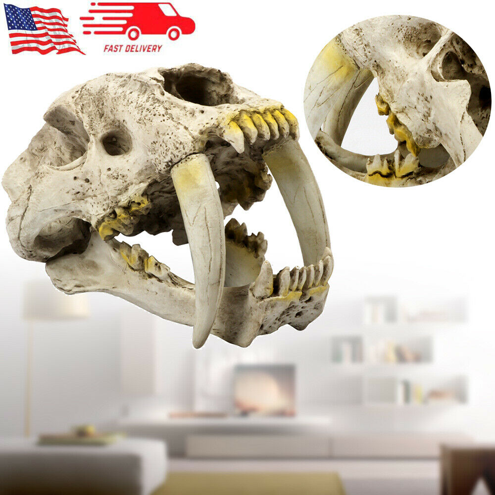 Saber-Toothed Tiger Resin Replica Skull Head Model Home Bar Decor Decoration Gif